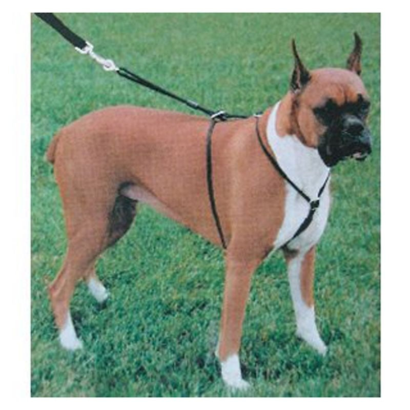 Walking harness for fashion boxer dog