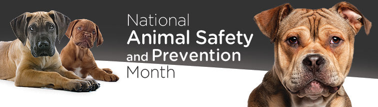 National Animal Safety and Prevention Month