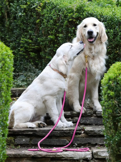 Shires Digby & Fox Reflective Dog Lead