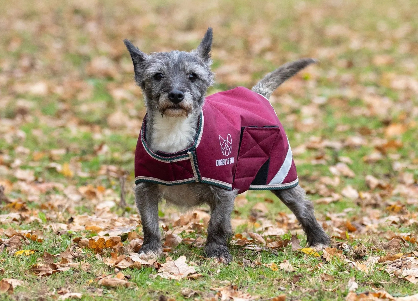 Shires Digby & Fox Waterproof Dog Coat