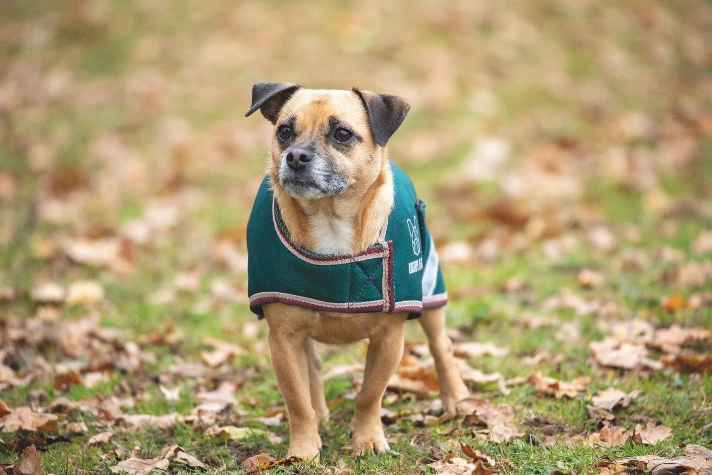 Shires Digby & Fox Waterproof Dog Coat