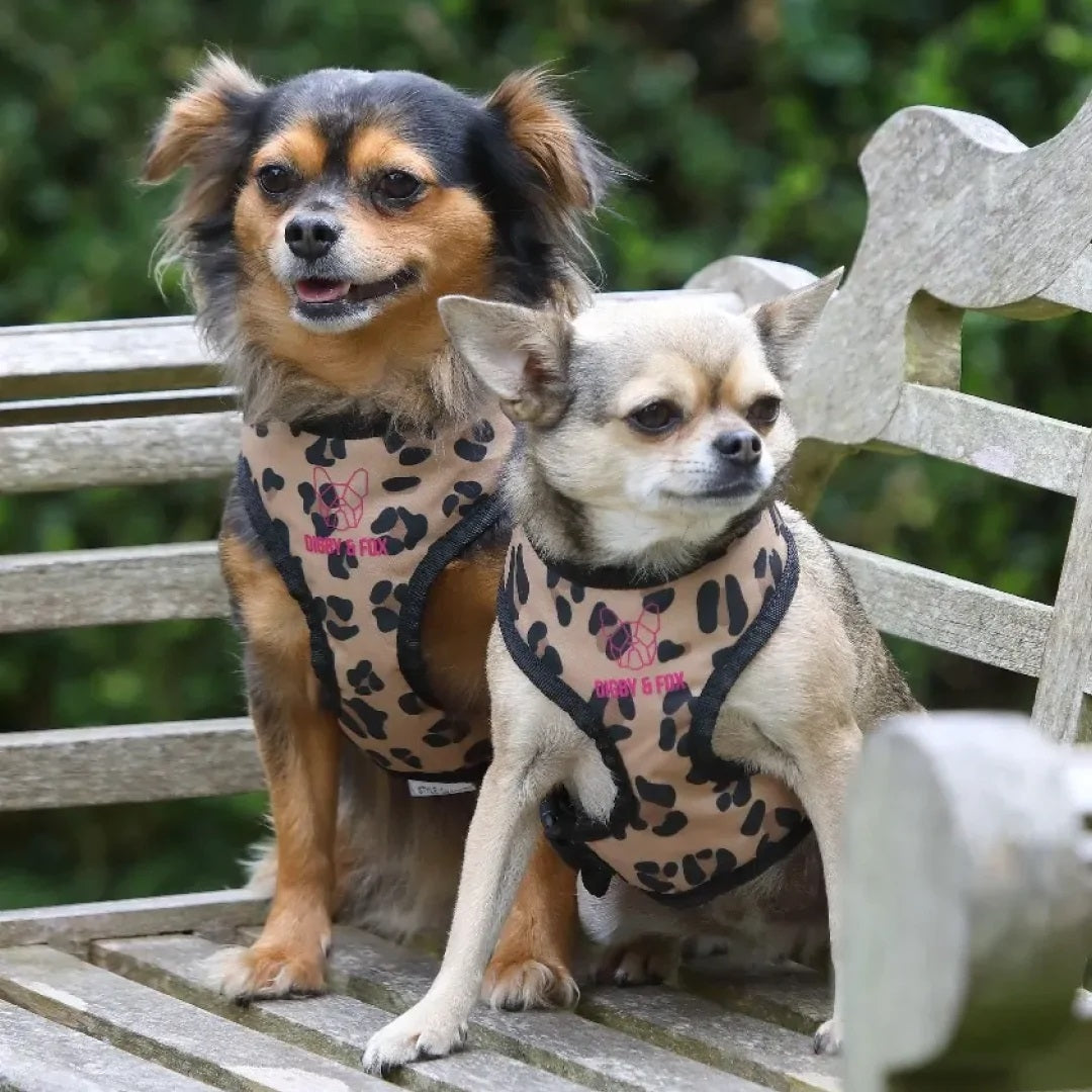 Shires Digby & Fox Leopard Print Harness