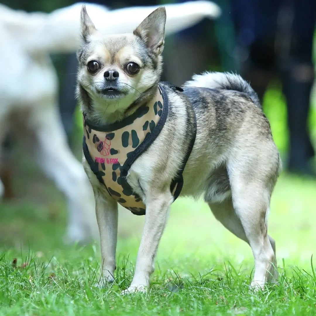 Shires Digby & Fox Leopard Print Harness