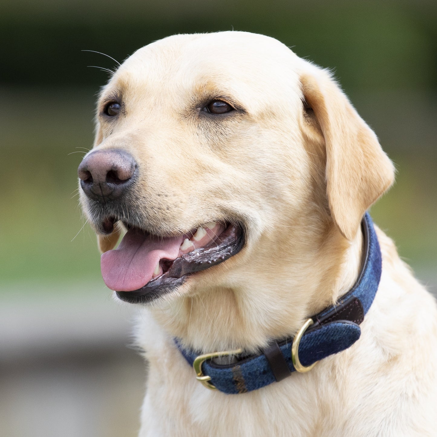 Shires Digby & Fox Tweed Dog Collar