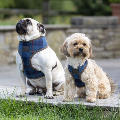 Shires Digby & Fox Tweed Dog Harness