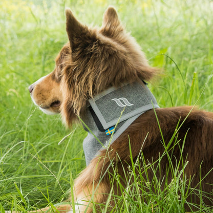 Back on Track Draco High Visibility Dog Bandana